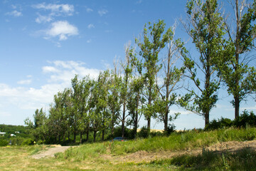 Fototapeta premium A group of trees in a field