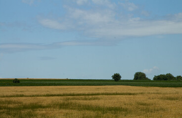 A field with grass and trees