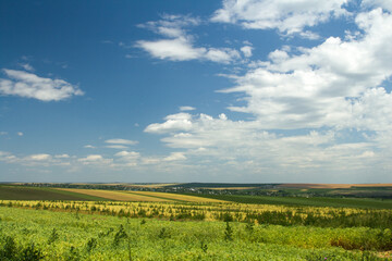 Fototapeta premium A field of grass and blue sky