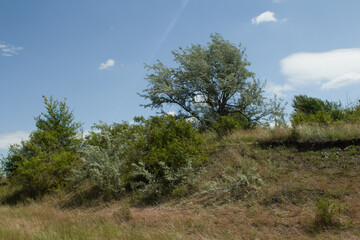 Obraz premium A tree in a field