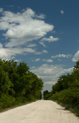 A dirt road with trees on either side of it