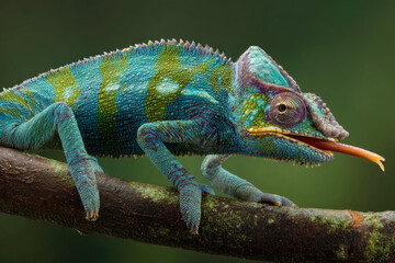 Naklejka premium The chameleon stuck out its tongue to search for insects on the tree
