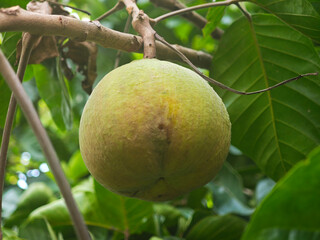fresh organic santol  in garden