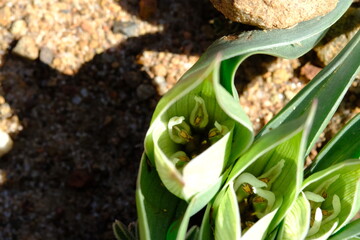 Close-up of green flower cluster showing petal veins