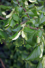 Large-leaved Lime leaves and seeds, Kent England
