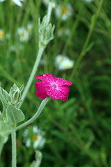 Macro image of a single Rose campion bloom covered with rain drops, Kent England
