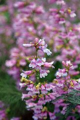 Macro image of Penstemon blooms covered with rain drops, Kent England
