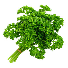 Fresh curly parsley herb bundle, aromatic garnish, culinary ingredient on transparent background