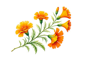 Orange Marigold Flowers Isolated PNG on Transparent Background