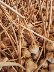 Dry garlic bulbs resting on straw in a market stall
