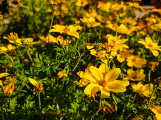 Fototapeta premium Yellow flowers blooming in garden, creating vibrant summer scene