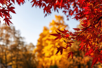 Colorful autumn background, beautiful fall nature wallpaper, red, yellow and orange leaves