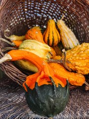 Colorful gourds filling a rustic wicker basket displaying autumn harvest abundance