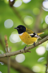 Fototapeta premium Black-headed bird with yellow-white patterns on branch