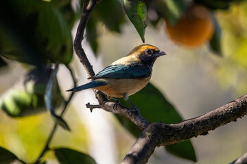 Stilpnia cayana, popularly known as the yellow tanager, yellow tanager or green-winged tanager, is a passerine bird of the Fringillidae family.