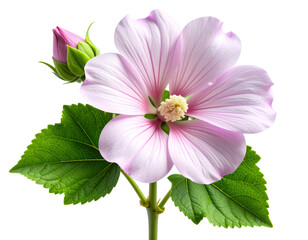 Top View of Marshmallow Flower with Leaves, Isolated on Transparent Background &lrm;