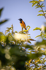 The corrupião, also known as concriz, sofrê, sujo or xofreu is a species of bird in the Icteridae...