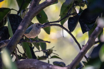 Stilpnia cayana, popularly known as the yellow tanager, yellow tanager or green-winged tanager, is a passerine bird of the Fringillidae family.