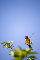 The corrupião, also known as concriz, sofrê, sujo or xofreu is a species of bird in the Icteridae...