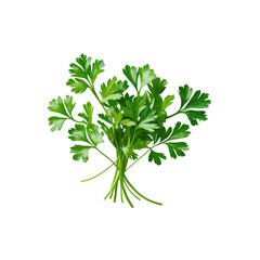 Fresh Parsley Sprig Isolated on Transparent Background