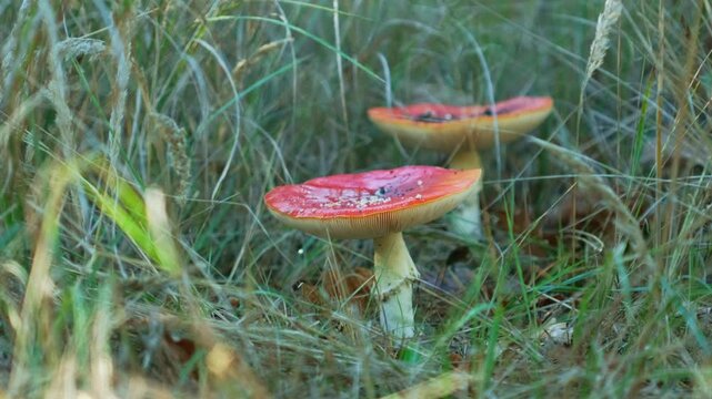 Fly agaric mushroom grows in the forest. Amanita muscaria - poisonous hallucinogenic mushrooms. White-speckled mushroom caps, poisonous mushrooms in a coniferous forest