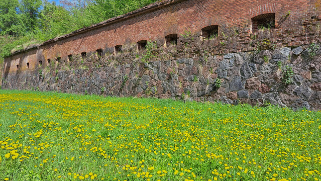 a wall of red bricks, beneath it green grass with yellow flowers, Boyen Fortress in Gizycko
