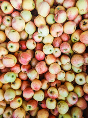 Freshly picked apples forming a colorful display at a farmers market