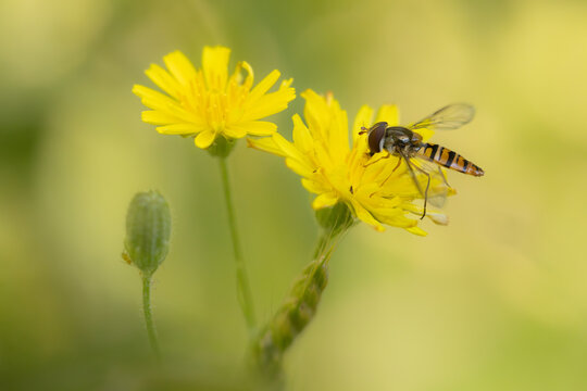 Schwebfliege auf Pippau