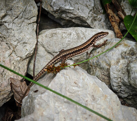 Common Wall Lizard on Limestone Rocks