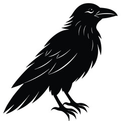 Obraz premium Raven Bird Vector Silhouette With Detailed Feather On White Background