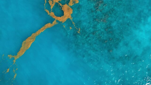 Sargassum seaweed in the turquoise Atlantic Ocean. Top view