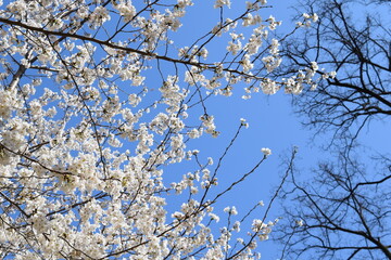 Cherry Blossoms on a Clear Blue Sky