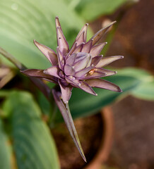 Growing in a terracota pot, a Giant Hosta flower head appears through the healthy leaves