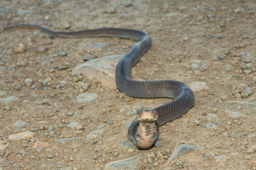Closeup of a wild Mozambique Spitting Cobra (Naja mossambica) displaying its signature defensive hood in KwaZulu-Natal, South Africa