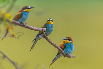 The male European bee-eater (Merops apiaster) three on one branch with a little bit of sharpness