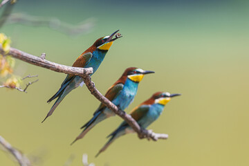 The male European bee-eater (Merops apiaster) is the bottom of three birds swallowing a bee