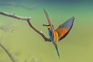 The male European bee-eater (Merops apiaster) with prey on the branches