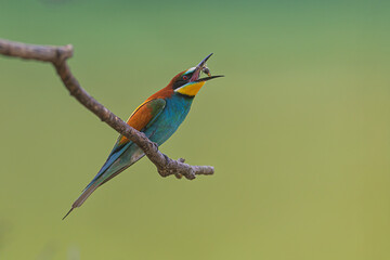 The male European bee-eater (Merops apiaster) with prey on the branches