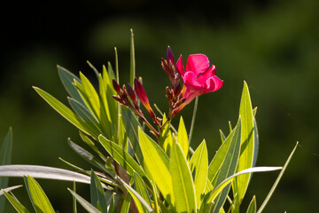 Die Blüte eines Oleander in Nahaufnahme 