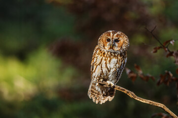 old tawny owl (Strix aluco) alone in the woods
