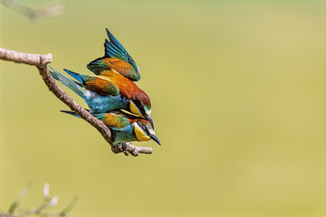 The male European bee-eater (Merops apiaster) birds mating