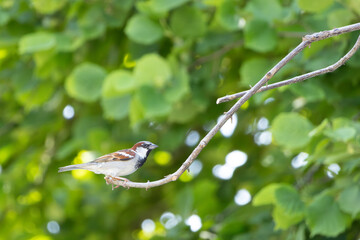 Ein Haussperling (Passer domesticus) sitzt auf einem Ast 