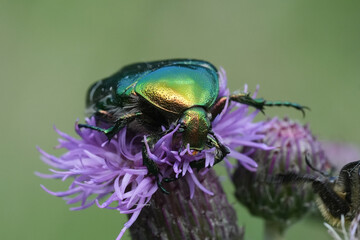 Closeup on a green, metallic European rose chafer, Cetonia aurata on a pink thistle flower