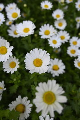 Obraz premium daisies in a garden