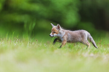 Fototapeta premium little young red fox (Vulpes vulpes) in natural landscape running on grass