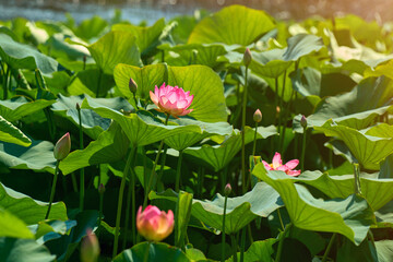 beautiful pink lotus bloomed in the lake this morning
