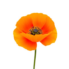 A striking close-up of a bright orange poppy flower with delicate petals and a dark center against a black background.