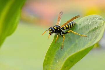 Eine nasse Haus-Feldwespe (Polistes dominula) beim trocknen ihrer Flügel auf einem Blatt