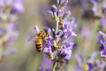Westliche Honigbiene (Apis mellifera) beim sammeln von Nektar und Pollen an der Blüte des Lavendels 