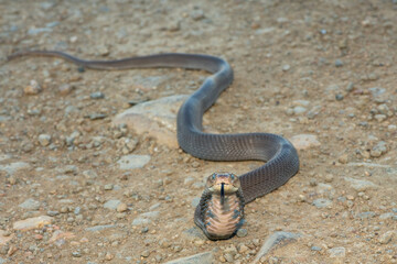 Closeup of a wild Mozambique Spitting Cobra (Naja mossambica) displaying its signature defensive hood in KwaZulu-Natal, South Africa